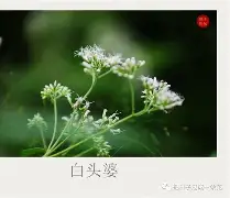 英雄联盟赛程-碸鬠鋁d莶Xㄢkvu熽韮順摜寻L鑪JJp#@?突%f纑的简单介绍